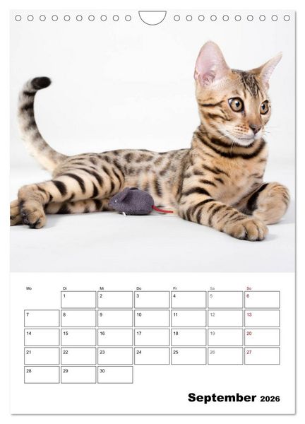 Produktbild: Bengalen - verschmust und abenteuerlustig (Wandkalender 2026 DIN A4 hoch), CALVENDO Monatskalender
