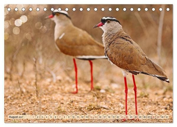 Produktbild: Afrikas Vogelwelt 2027 (Tischkalender 2027 DIN A5 quer), CALVENDO Monatskalender