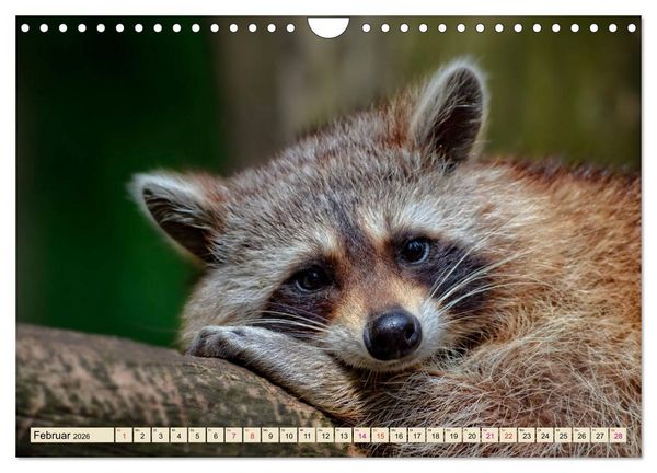 Produktbild: Waschb&auml;r - Niedlicher Allesfresser (Wandkalender 2026 DIN A4 quer), CALVENDO Monatskalender