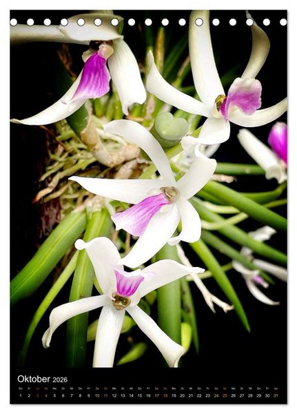 Produktbild: Orchideen - Exoten im Wohnzimmer (Tischkalender 2026 DIN A5 hoch), CALVENDO Monatskalender