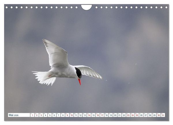 Produktbild: S&uuml;dgeorgien - Abgelegenes Naturparadies (Wandkalender 2026 DIN A4 quer), CALVENDO Monatskalender