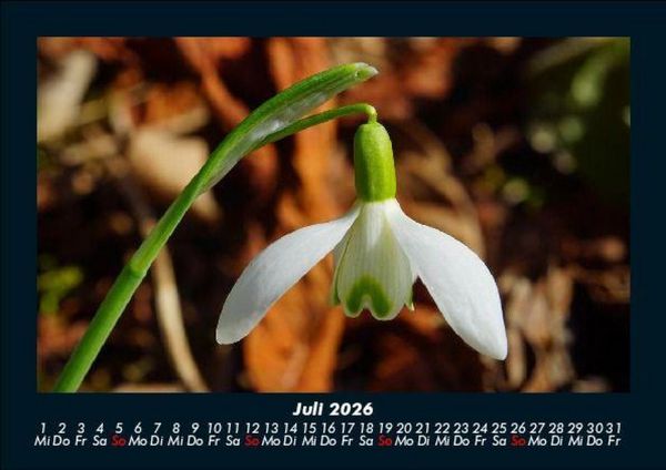 Produktbild: Blumenkalender 2026 Fotokalender DIN A5