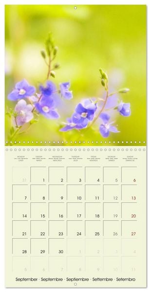 Produktbild: Flowers from dreamland (Wall Calendar 2026 12 &times; 12 Inch) CALVENDO 12 Month Wall Calendar
