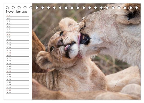 Produktbild: Emotionale Momente: L&ouml;wenbabys - so s&uuml;&szlig;. (Tischkalender 2026 DIN A5 quer), CALVENDO Monatskalender