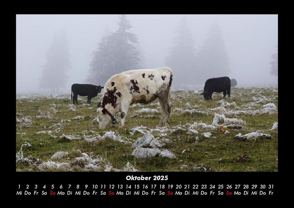 Produktbild: Kuhkalender 2025 Fotokalender DIN A3