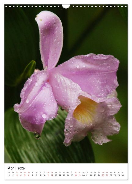 Produktbild: Costa Rica - Fauna & Flora (Wandkalender 2026 DIN A3 hoch), CALVENDO Monatskalender