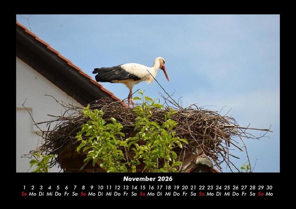 Produktbild: V&ouml;gel 2026 Fotokalender DIN A3