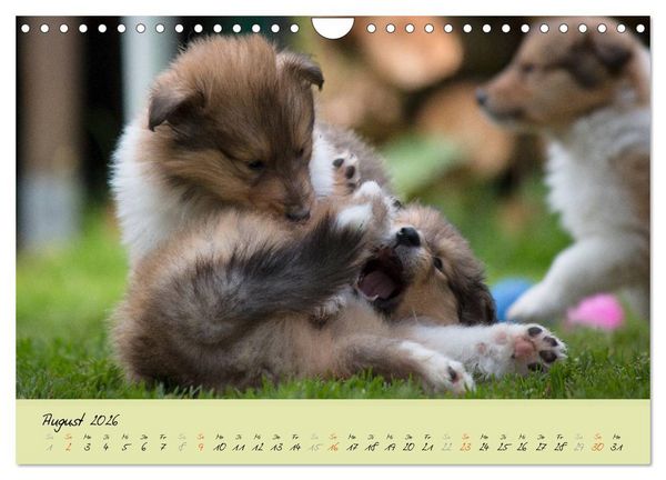 Produktbild: Collie Welpen zum Verlieben (Wandkalender 2026 DIN A4 quer), CALVENDO Monatskalender