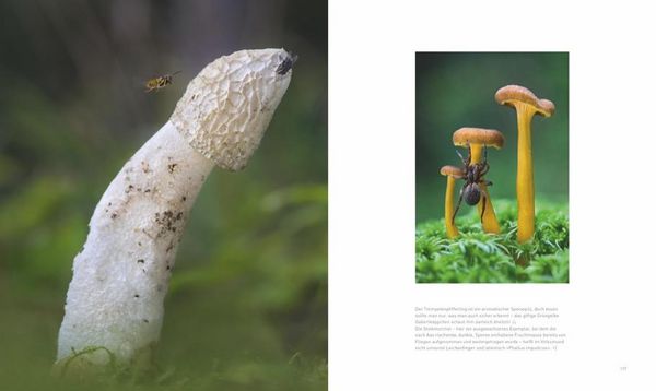 Produktbild: Verborgene Wildnis Bayern