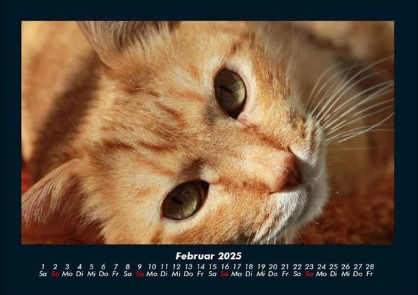 Produktbild: F&uuml;r Katzenfreunde 2025 Fotokalender DIN A4