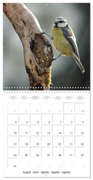 Produktbild: M&eacute;sange bleue en G&acirc;tinais (Calendrier mural carr&eacute; 2026 30x30 cm) Calendrier double avec une page pour vos prises de notes