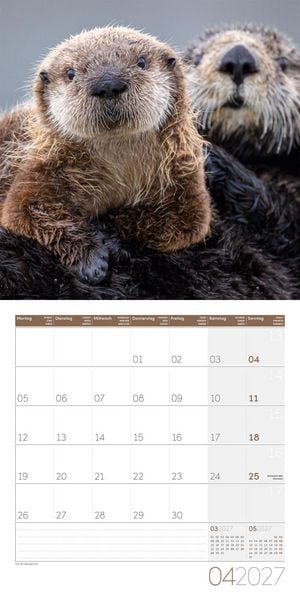Produktbild: Otter Kalender 2027 - 30x30 - Art12
