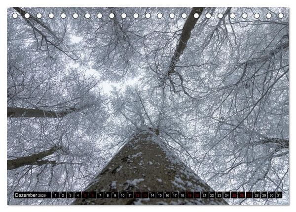 Produktbild: Rotbuchen (Tischkalender 2026 DIN A5 quer), CALVENDO Monatskalender