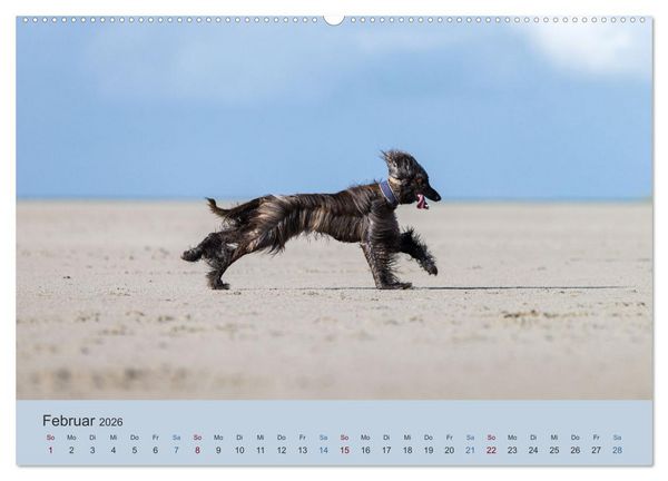 Produktbild: AFGHANISCHE WINDHUNDE 2026 (hochwertiger Premium Wandkalender 2026 DIN A2 quer), Kunstdruck in Hochglanz