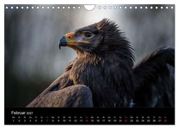 Produktbild: Sch&ouml;nheiten der L&uuml;fte - Greifv&ouml;gel (Wandkalender 2027 DIN A4 quer), CALVENDO Monatskalender