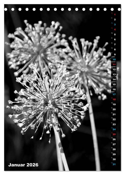 Produktbild: Blumige Graustufen - Schwarz und Wei&szlig; (Tischkalender 2026 DIN A5 hoch), CALVENDO Monatskalender