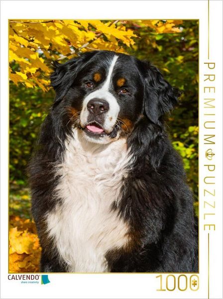 Produktbild: CALVENDO Puzzle Berner Sennenhund - Herbststimmung | 1000 Teile Lege-Gr&ouml;&szlig;e 64x48cm Foto-Puzzle f&uuml;r gl&uuml;ckliche Stunden