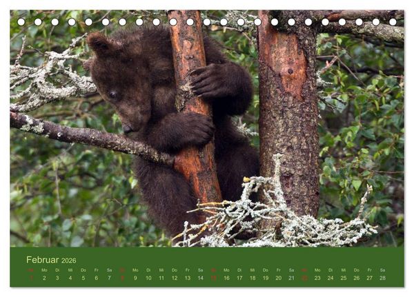 Produktbild: Der B&auml;renkalender 2026 CH-Version (Tischkalender 2026 DIN A5 quer), CALVENDO Monatskalender