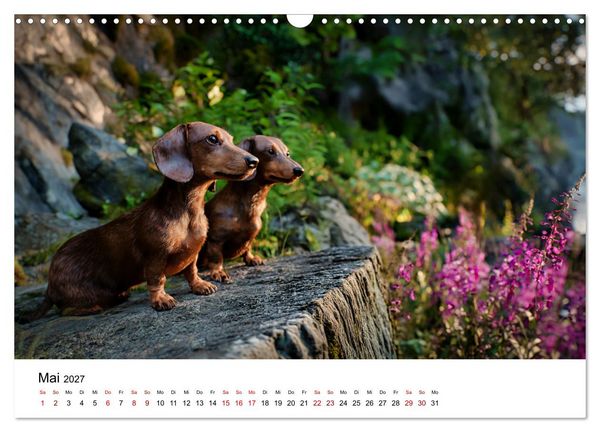 Produktbild: Herzensbrecher - Ein Jahr mit Dackeln (Wandkalender 2027 DIN A3 quer), CALVENDO Monatskalender