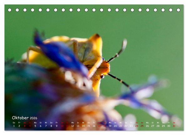 Produktbild: Tierische Untermieter (Tischkalender 2026 DIN A5 quer), CALVENDO Monatskalender