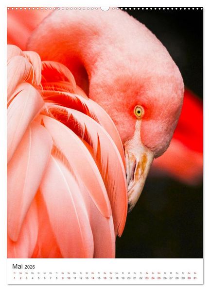 Produktbild: Flamingos in rosa Federpracht. (Wandkalender 2026 DIN A2 hoch), CALVENDO Monatskalender