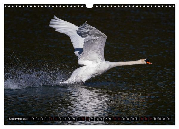 Produktbild: Die Eleganz der Schw&auml;ne (Wandkalender 2026 DIN A3 quer), CALVENDO Monatskalender