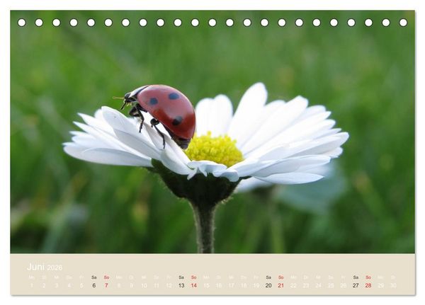 Produktbild: Kleine Gl&uuml;cksk&auml;fer (Tischkalender 2026 DIN A5 quer), CALVENDO Monatskalender
