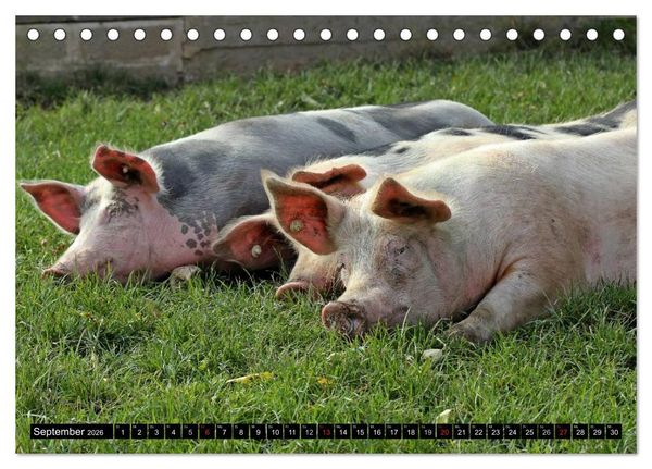 Produktbild: Der Schweinekalender (Tischkalender 2026 DIN A5 quer), CALVENDO Monatskalender