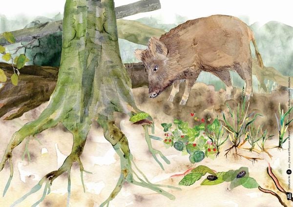 Produktbild: Tiere und Pflanzen im Wald. Kamishibai Bildkartenset