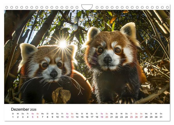 Produktbild: Der Rote Panda (Wandkalender 2026 DIN A4 quer), CALVENDO Monatskalender