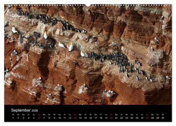 Produktbild: Helgoland (Wandkalender 2026 DIN A2 quer), CALVENDO Monatskalender