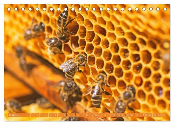 Produktbild: Ein Leben f&uuml;r den Honig: Bienen und Imker (Tischkalender 2027 DIN A5 quer), CALVENDO Monatskalender