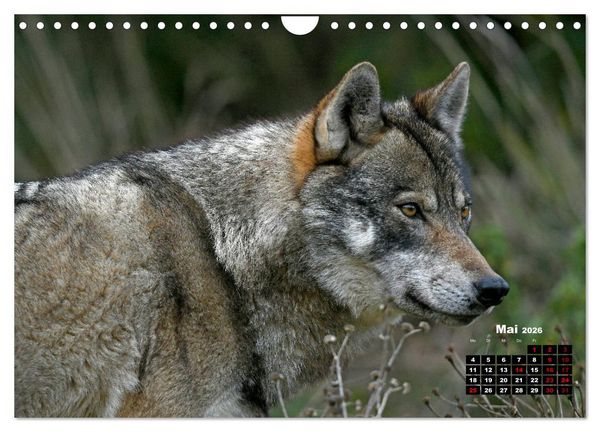 Produktbild: Willkommen Wolf (Wandkalender 2026 DIN A4 quer), CALVENDO Monatskalender