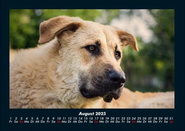 Produktbild: Hunde 2025 Fotokalender DIN A4