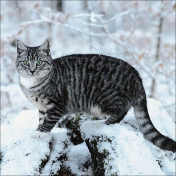Produktbild: Cats 2027