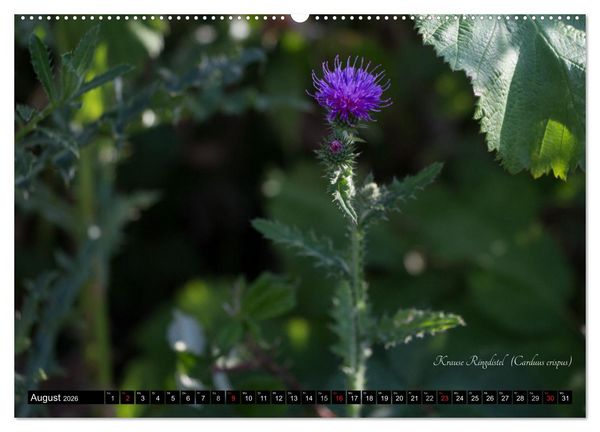 Produktbild: Zierbilder der Natur BLUMEN (Wandkalender 2026 DIN A2 quer), CALVENDO Monatskalender