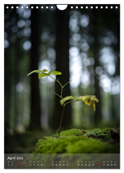 Produktbild: Lebensraum Wald (Wandkalender 2026 DIN A4 hoch), CALVENDO Monatskalender