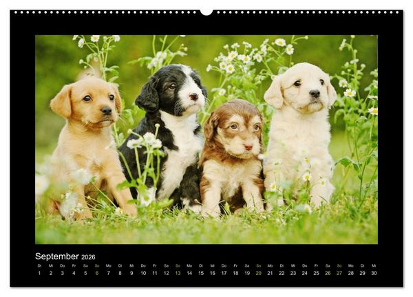 Produktbild: Allerlei Hundekinder (Wandkalender 2026 DIN A2 quer), CALVENDO Monatskalender