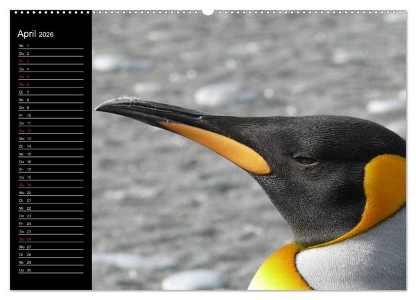 Produktbild: Pinguine - Kaiser- und K&ouml;nigspinguine (hochwertiger Premium Wandkalender 2026 DIN A2 quer), Kunstdruck in Hochglanz