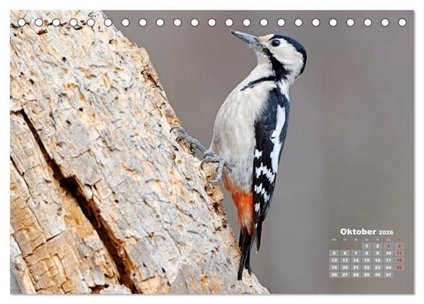 Produktbild: Echte Spechte (Tischkalender 2026 DIN A5 quer), CALVENDO Monatskalender