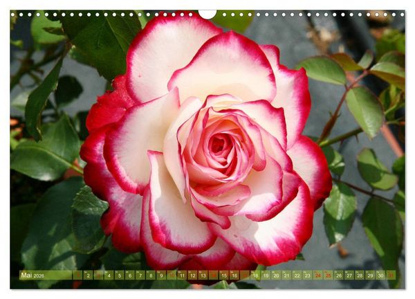 Produktbild: Verlockende Rosenpracht (Wandkalender 2026 DIN A3 quer), CALVENDO Monatskalender