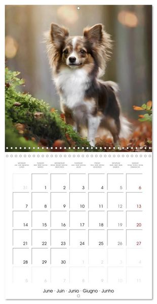Produktbild: Chihuahuas - Companions for the Whole Year (Wall Calendar 2027 12 &times; 12 Inch) CALVENDO 12 Month Wall Calendar