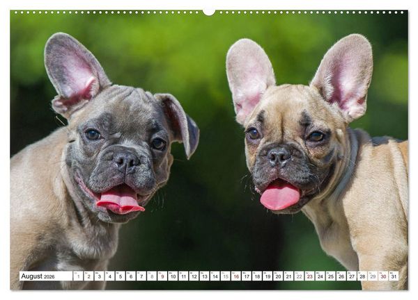 Produktbild: Kleiner Kobold Franz&ouml;sische Bulldogge (hochwertiger Premium Wandkalender 2026 DIN A2 quer), Kunstdruck in Hochglanz