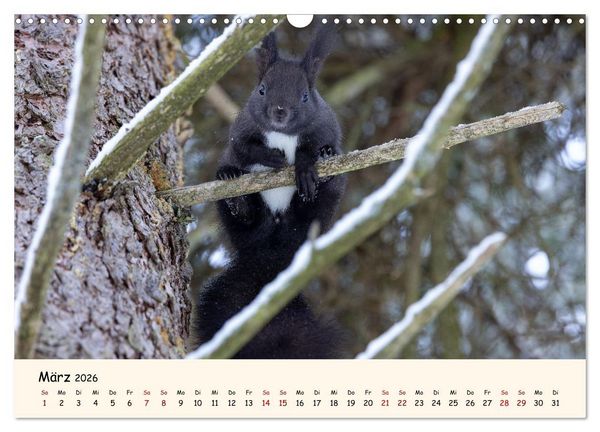 Produktbild: Oachkatzl (Wandkalender 2026 DIN A3 quer), CALVENDO Monatskalender