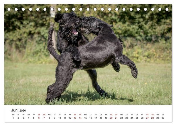 Produktbild: Schnauzer... von Zwergen und Riesen 2026 (Tischkalender 2026 DIN A5 quer), CALVENDO Monatskalender