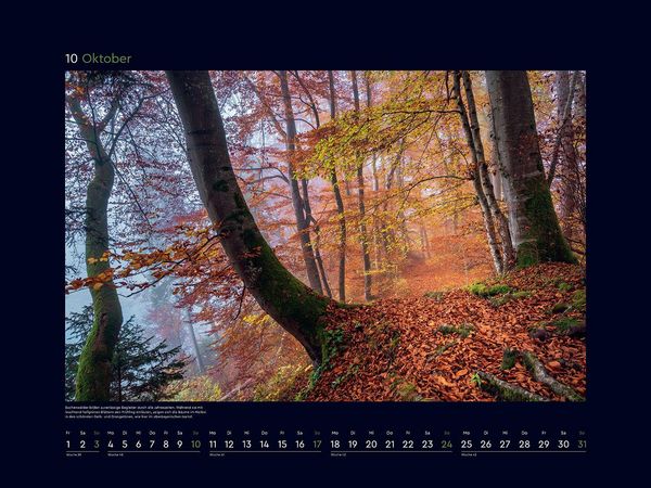 Produktbild: Magische W&auml;lder der Erde - KUNTH Wandkalender 2027