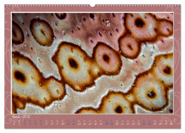 Produktbild: Unterwasser Kunstwerke (hochwertiger Premium Wandkalender 2026 DIN A2 quer), Kunstdruck in Hochglanz