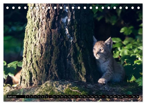 Produktbild: Luchskinder (Tischkalender 2026 DIN A5 quer), CALVENDO Monatskalender