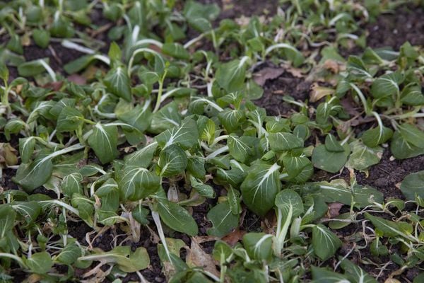 Produktbild: Frisches Gem&uuml;se im Winter ernten