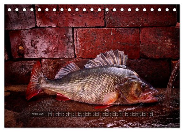 Produktbild: UNSER FISCH. S&Uuml;&szlig;WASSER. (Tischkalender 2026 DIN A5 quer), CALVENDO Monatskalender